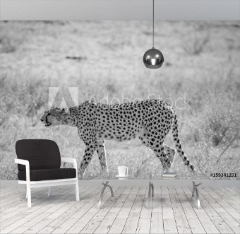 Picture of Cheetah walking in the grass in Kalagadi